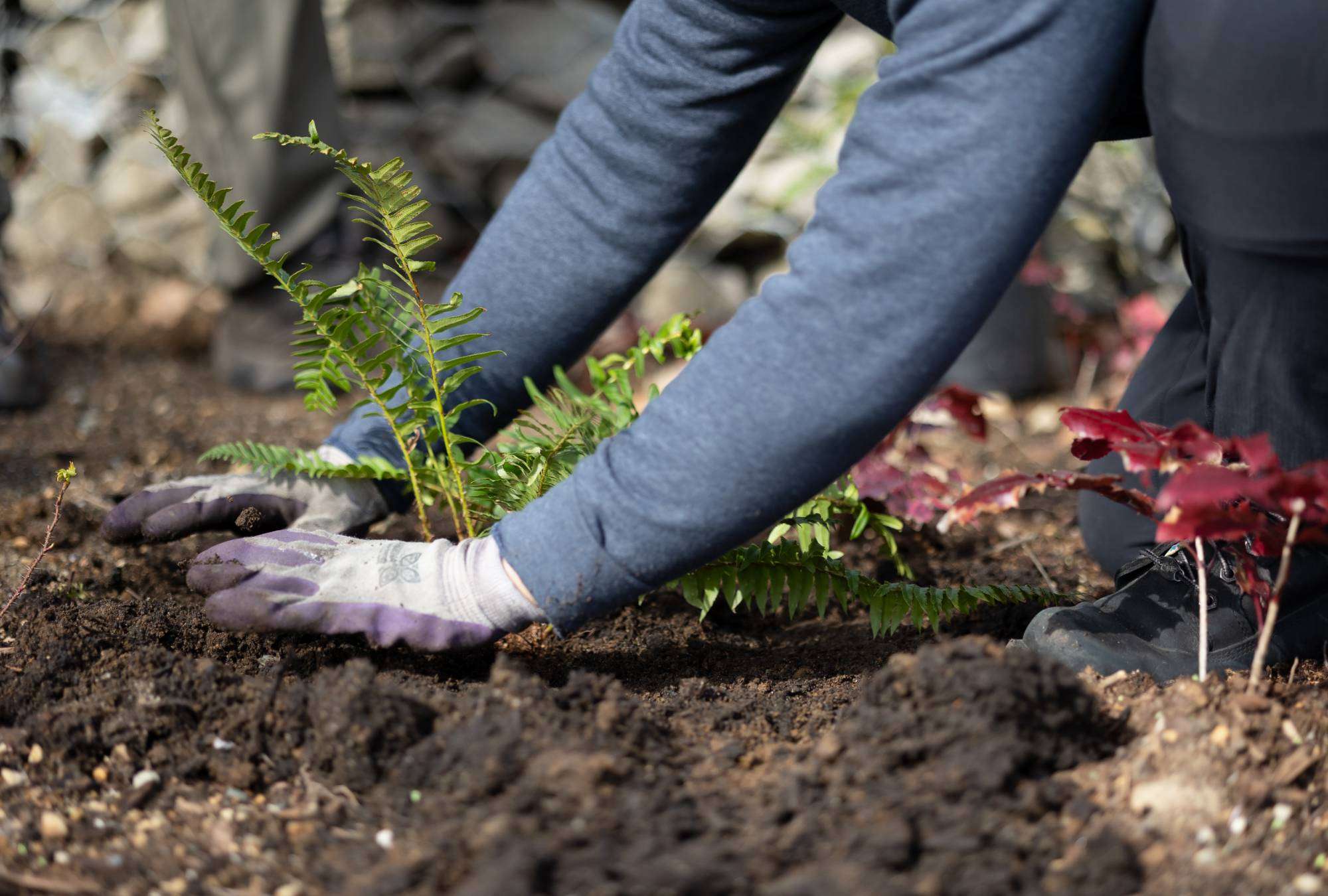 Craine Projects landscape process overview